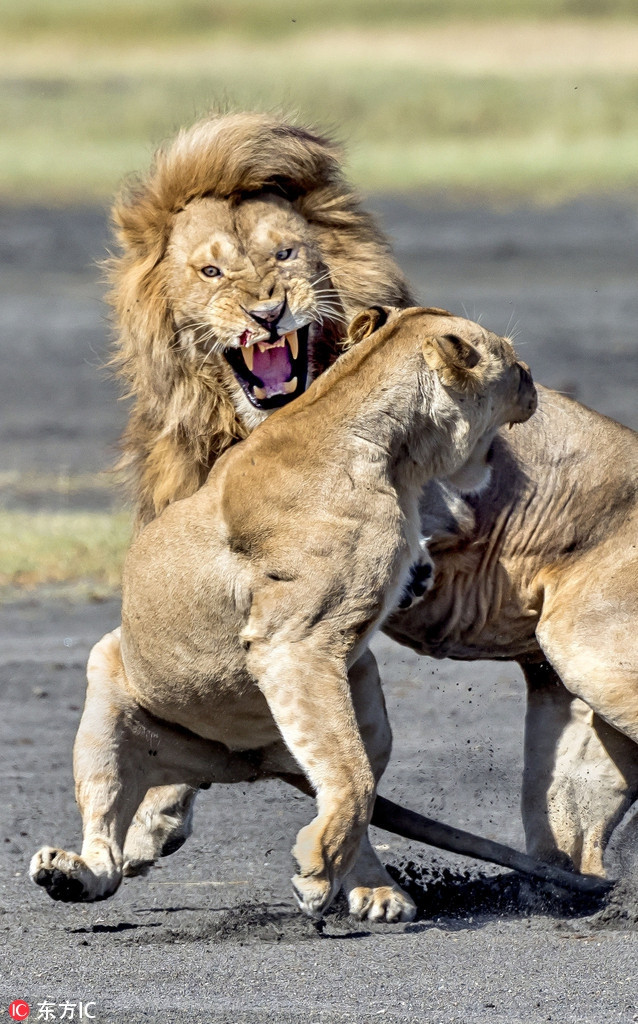 Nhiếp ảnh gia Giuseppe Damico cho biết, nguyên nhân dẫn đến cuộc chiến nảy lửa giữa sư tử đực và sư tử cái là do con đực đã làm phiền đến con cái.