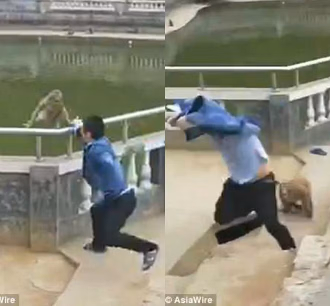 Nam thanh niên chạy thục mạng khi bị khỉ hung dữ đuổi theo. Ảnh cắt từ clip. Nam thanh niên chạy thục mạng khi bị khỉ hung dữ đuổi theo. Ảnh cắt từ clip.