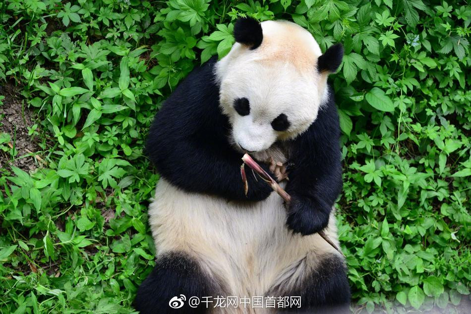 Hành động của gấu trúc khiến tất cả mọi người không khỏi ngạc nhiên và yêu thích. Một lần nữa, họ lại bị gấu trúc "đốn tim" vì sự dễ thương từ ngoại hình đến tính cách của loài động vật này.