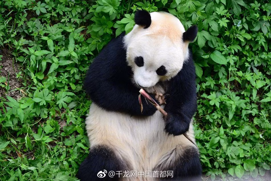 Hành động của gấu trúc khiến tất cả mọi người không khỏi ngạc nhiên và yêu thích. Một lần nữa, họ lại bị gấu trúc "đốn tim" vì sự dễ thương từ ngoại hình đến tính cách của loài động vật này.