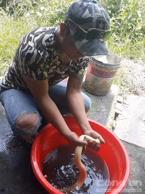 Anh Nguyễn Văn Hóa vẫn chưa bán con lươn này.