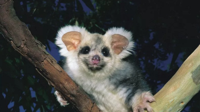 Các nhà bảo tồn cũng đang thử nghiệm dùng các loại vật liệu khác nhau, giúp những con vật đáng yêu làm tổ.