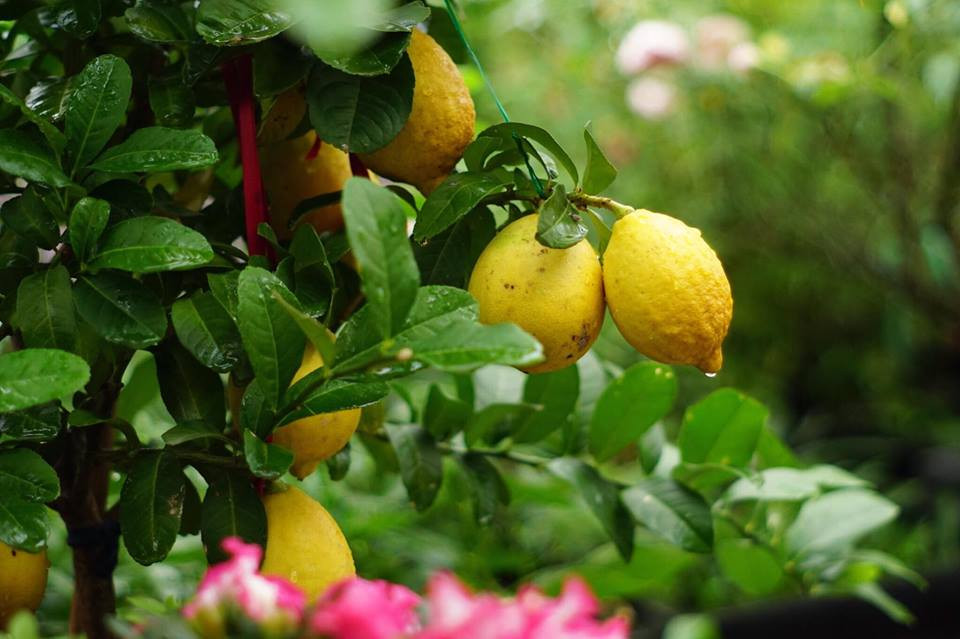 Chị dành một phần diện tích để trồng cây ăn quả.