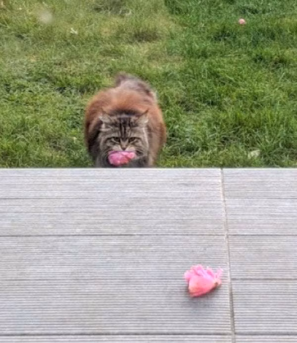 Đến một ngày, Rosie phát hiện, những bông hoa hồng thơm ngát không đến từ chàng trai lãng mạn nào đó, mà đến từ Willow, một chú mèo đáng yêu là hàng xóm của cô.