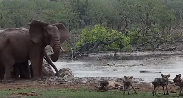 Tiếp đó, một con voi quyết định tiến thẳng đến nơi linh dương đang nằm và dọa dẫm, xua đuổi đàn chó hoang.