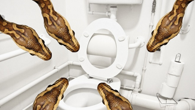 Hơn 4.500 con trăn đã xâm chiếm nhà dân ở Bangkok trong năm 2017 (Ảnh minh họa)
