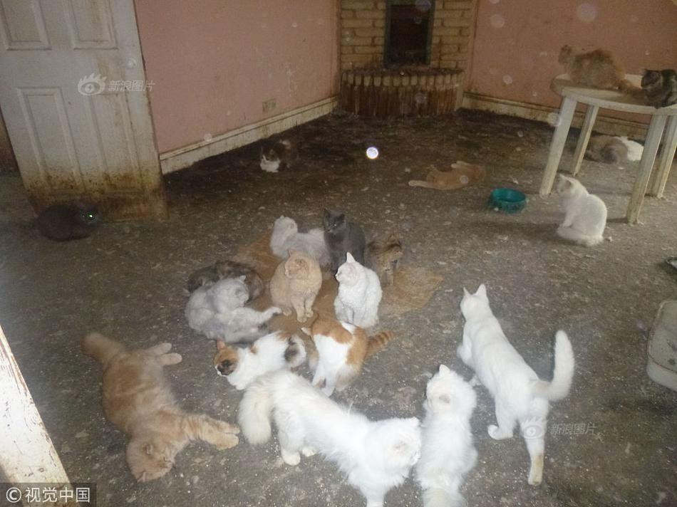 Tiếp đó, cảnh sát và người phụ trách đã tiến hành tìm kiếm, theo dõi. Cuối cùng phát hiện ra chủ sở hữu của những con mèo. Người này đã từng bị kết án 18 tháng tù nhưng được đình chỉ trong vòng 1 năm vì ngược đãi động vật.