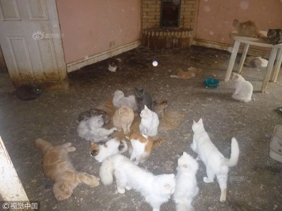 Tiếp đó, cảnh sát và người phụ trách đã tiến hành tìm kiếm, theo dõi. Cuối cùng phát hiện ra chủ sở hữu của những con mèo. Người này đã từng bị kết án 18 tháng tù nhưng được đình chỉ trong vòng 1 năm vì ngược đãi động vật.