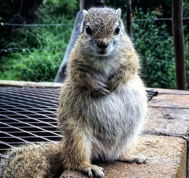 Suy nghĩ nhiều lần, cuối cùng, khi sóc cưng Dingetjie hoàn toàn có thể sống tự lập, Simone mang Dingetjie đến nơi hoang vắng để thả đi. Simone nghĩ rằng cô sẽ không bao giờ gặp lại Dingetjie thế nhưng Dingetjie không hề quên ân nhân của mình, thường xuyên quay lại thăm Simone.