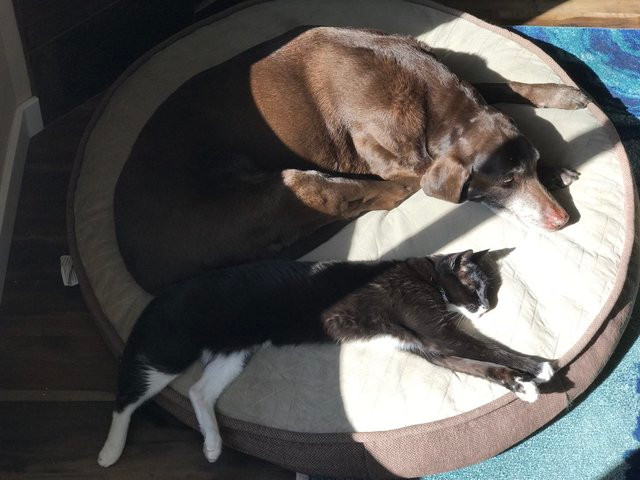 Thế nhưng, hơn một thập kỷ trôi qua, chính xác là 13 năm, chú chó Coco và cô mèo Mittens vẫn không thể làm bạn.