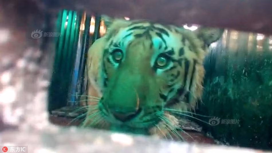 Các bác sĩ thú y ngay lập tức đã cứu trị vật lý tạm thời cho con hổ, đặt trên nó là Fateh và đưa về trung tâm cứu hộ để chăm sóc và chữa bệnh cho nó. Hy vọng, trong tương lai gần, hổ vằn Fateh sẽ hồi phục khỏe mạnh trở lại và được trở về thiên nhiên hoang dã.