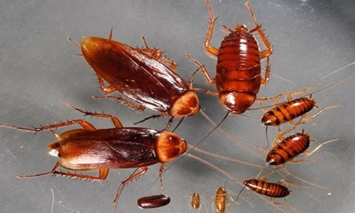 Ảnh minh họa. Ảnh minh họa.