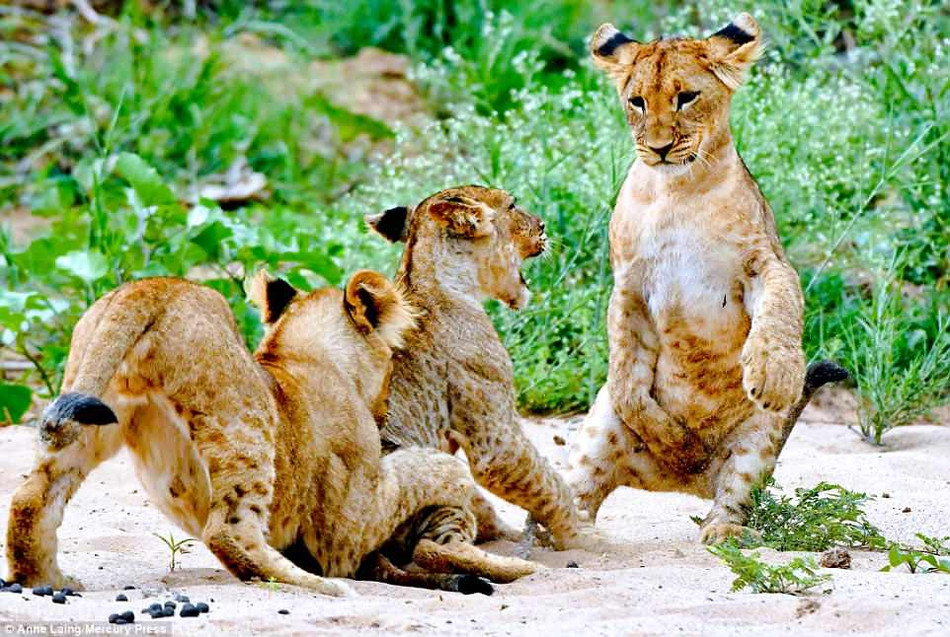 Trong suốt thời thơ ấu bé bỏng và dễ bị tổn thương, sư tử con được mẹ bảo vệ nghiêm ngặt.