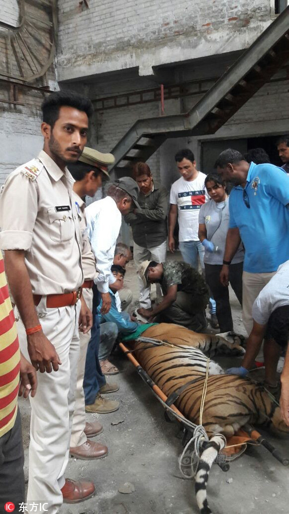 May mắn thay, nó được người dân sống quanh đó và nhân viên của trung tâm cứu hộ động vật hoang dã địa phương phát hiện khi nó chưa đói quá làm liều, săn giết con người.