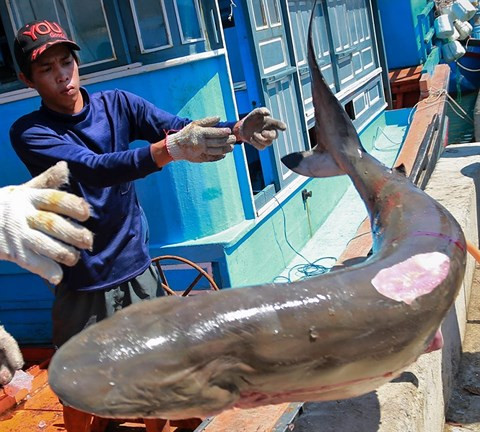 Rung minh theo chan nhung cao thu san ca map