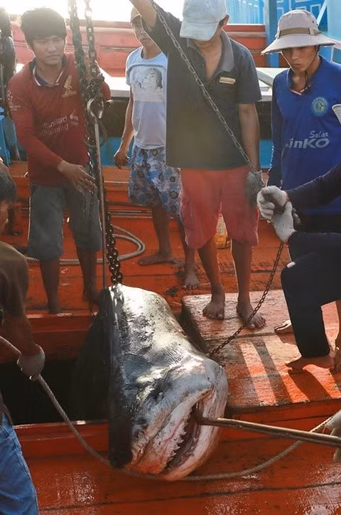 Rùng mình theo chân những cao thủ săn cá mập - Hình 3 Rung minh theo chan nhung cao thu san ca map-Hinh-3