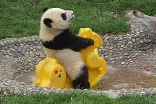 Trước đó, gấu trúc đã từng làm "tay chảy" trái tim của rất nhiều người bởi những hành động cực đáng yêu khi chúng chơi đồ chơi.