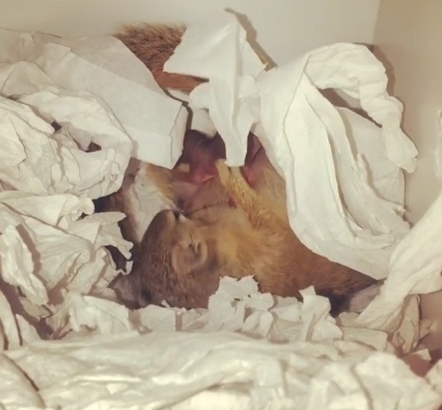 Khoảng một năm sau, Dingetjie lại tiếp tục mang thai lần nữa và quay trở lại để thăm Simone. Lần này, sóc cưng đáng yêu của Simone đã sinh hạ thành công một con sóc con.