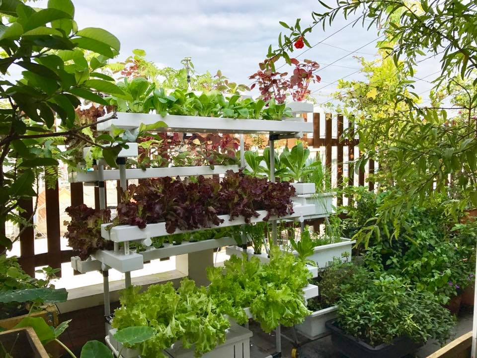 Theo kinh nghiệm trồng rau trên sân thượng của chị Hiền, đất trồng là khâu quan trọng nhất. Chị thường chọn loại đất sạch, giàu dinh dưỡng đã được xử lý vi sinh. Kế đó, sân thượng cũng cần được chống thấm thật tốt, tránh việc nước ngấm làm hỏng tường, đồ đạc ở các tầng phía dưới.