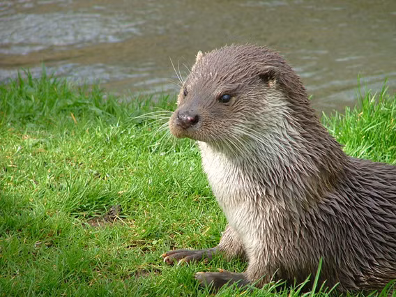 Không giống như các loài chồn khác, rái cá là một loài sống bầy đàn, với những đàn mang tính gia đình, đặc trưng có khoảng 3 đến 8 thành viên.