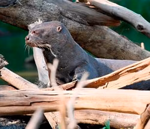 Rái cá khổng lồ Brazil là loài ăn thịt, có thể dài tới 2m và có cảm giác mạnh mẽ về lãnh thổ. Chính vì thế, khi những con báo đốm bén mảng đến lãnh thổ của rái cá và tỏ ra tò mò, những con rái cá đã lập tức xuất hiện để cảnh cáo.