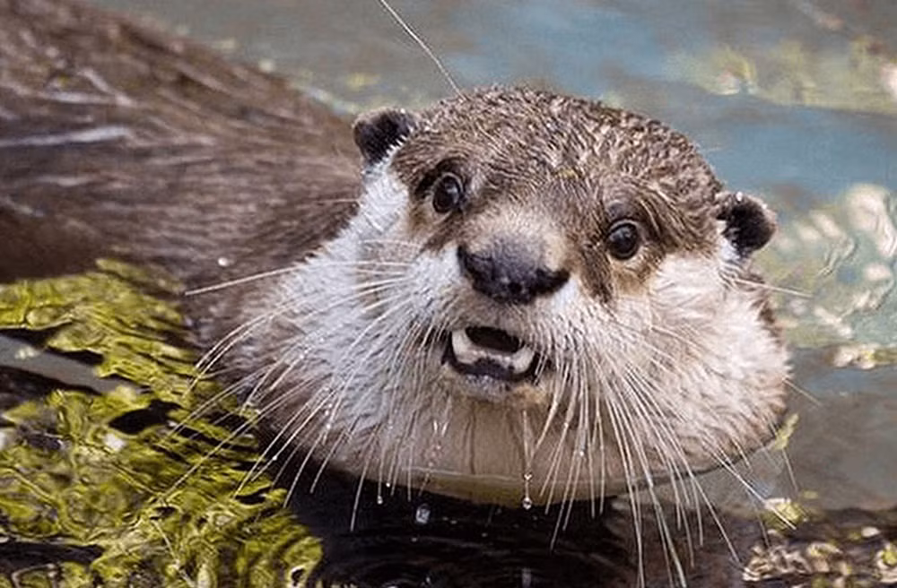 Rái cá khổng lồ hay rái cá lớn Nam Mỹ (Pteronura brasiliensis) là một động vật có vú ăn thịt ở Nam Mỹ. Chúng là thành viên lâu đời nhất của Họ Chồn (Mustelidae).