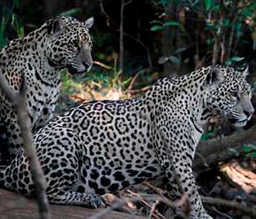 Ngay sau những tiếng kêu hiệu triệu đó, một số con rái cá khổng lồ đã nổi lên khỏi mặt nước, lộ rõ sự đoàn kết, cảnh cáo báo đốm nên biết tự lựa sức mình.