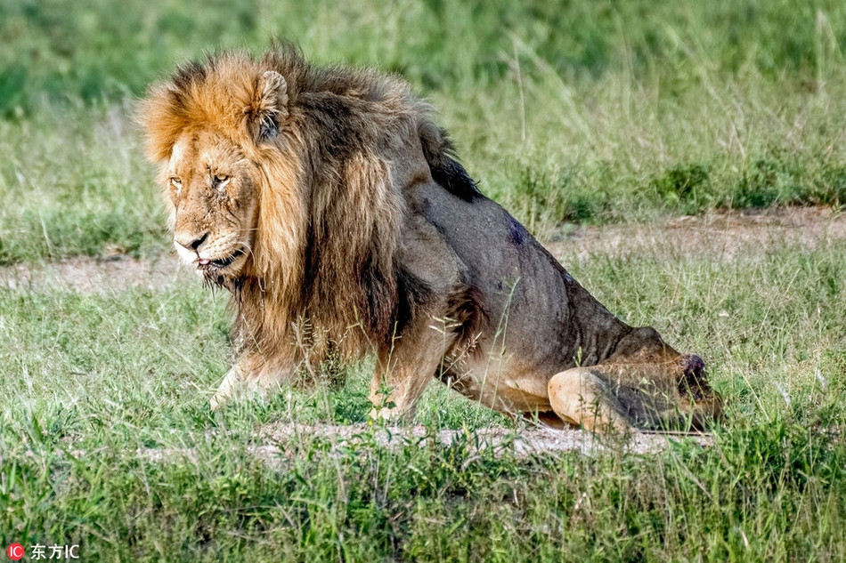 Và theo lẽ thông thường, khi một vị vua sư tử thất thế, nó sẽ bị cả đàn ghẻ lạnh.