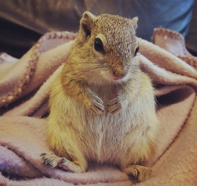 Vào một ngày, khi quay lại chơi, Dingetjie được phát hiện mang thai. Simone rất vui mừng, cũng giúp Dingetjie làm một chiếc tổ nhỏ. Đáng tiếc, lần sinh nở đó, Dingetjie không giữ được đứa con trong bụng.