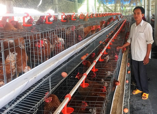 Chuồng gà siêu trứng tại trang trại của anh Châu