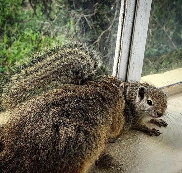 Về phía Simone, cô cũng thường chụp ảnh cuộc sống của Dingetjie và đăng tải trên trang Instagram.