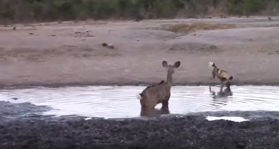 Bị dồn đuổi gắt gao, linh dương quyết định lao xuống nước, hy vọng có thể khiến những con chó hoang bỏ cuộc.