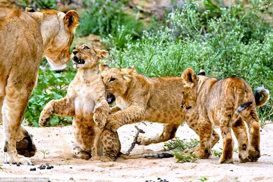 Nhiếp ảnh gia cho biết: "Những con sư tử con chơi một trò chơi hàng ngày, đó là trò chơi chiến đấu đối kháng. Trò chơi này giúp chúng không ngừng phát triển".