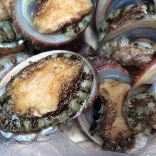 Đặt biệt, bào ngư có thể chế biến được rất nhiều món ăn ngon thượng hạng, là đặc sản được vua chua và quý tộc ngày xưa rất thích thưởng thức….