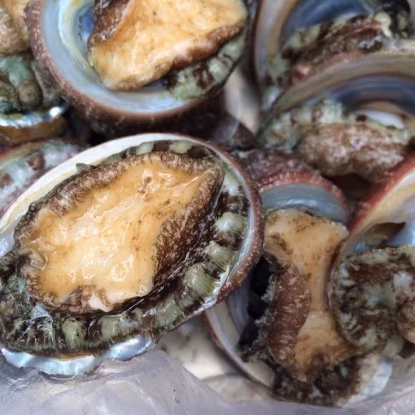 Đặt biệt, bào ngư có thể chế biến được rất nhiều món ăn ngon thượng hạng, là đặc sản được vua chua và quý tộc ngày xưa rất thích thưởng thức….