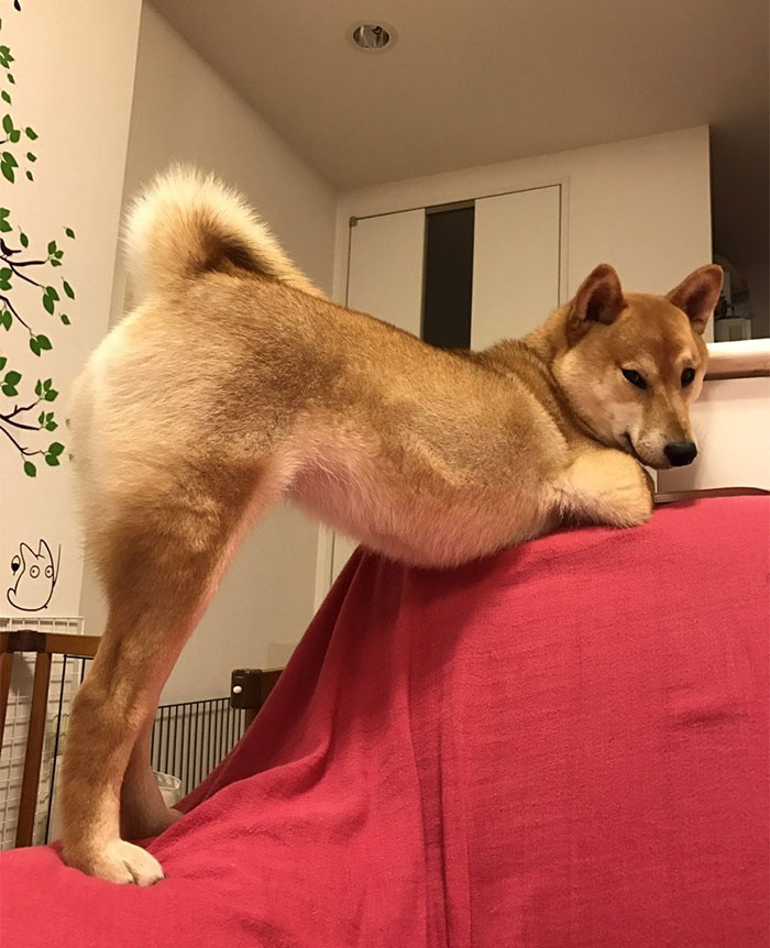 Biết chủ nhân chụp ảnh, chú chó điệu đà cố gắng tạo dáng sao cho chân mình trông dài hơn.