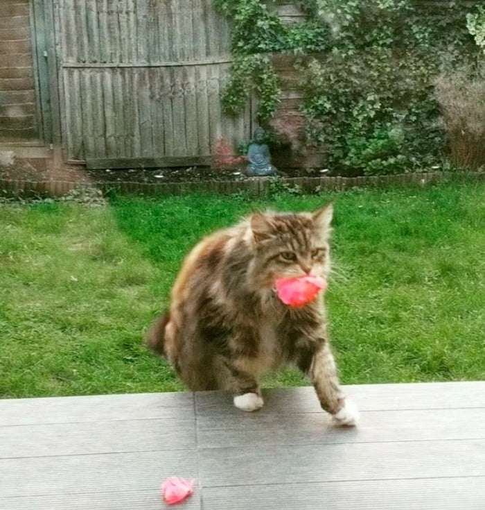 "Tôi đang nấu ăn thì phát hiện Willow bước vào trong sân nhà, mồm ngậm một bông hoa hồng và nhẹ nhàng thả xuống hiên. Tôi vô cùng vui mừng và đã nhanh tay ghi lại được những hình ảnh dễ thương này. Tôi chưa bao giờ thấy một con mèo lại có thể mang đến món quà như thế này", cô Rosie cho biết.