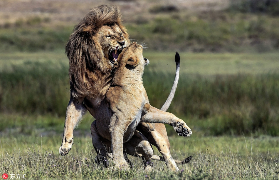 Bị ăn tát đau điếng, sư tử đực gầm lên và quyết định ăn miếng trả miếng với bạn đời của mình. Nó lao đến và cố gắng thể hiện uy dũng của một vị vua sư tử.