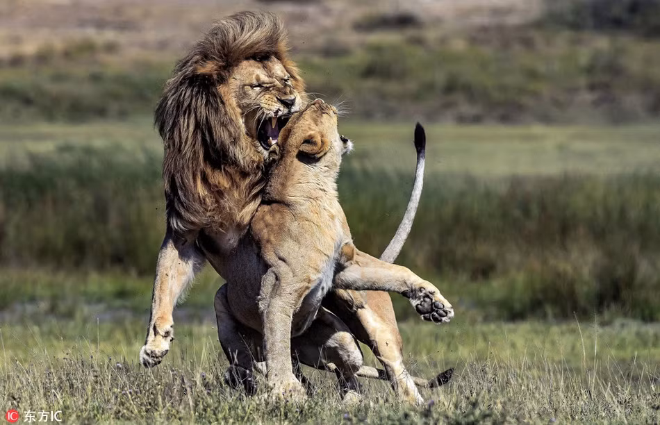 Bị ăn tát đau điếng, sư tử đực gầm lên và quyết định ăn miếng trả miếng với bạn đời của mình. Nó lao đến và cố gắng thể hiện uy dũng của một vị vua sư tử.
