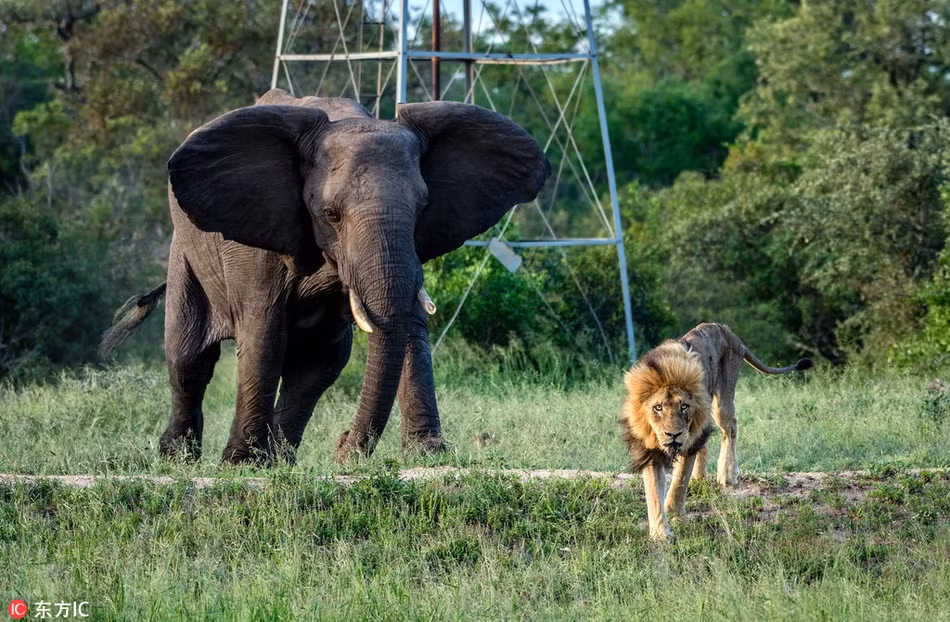 Yếu thế lại vô lực, con sư tử đực già nua không có chút phản kháng nào, trực tiếp bỏ chạy.