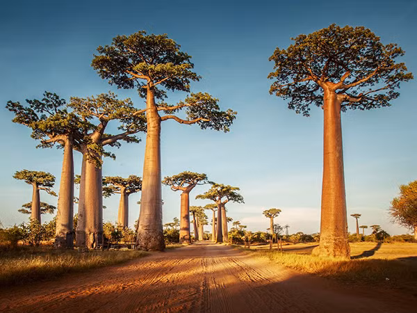 Đất nước Madagascar cũng có nhiều điều thú vị cho du khách khám phá.