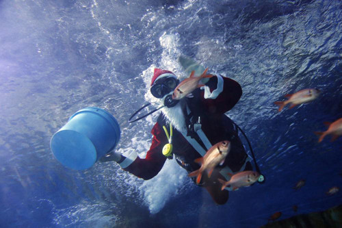 Ông già Noel lặn cho cá ăn ở Công viên Hải dương Quốc gia Malta.