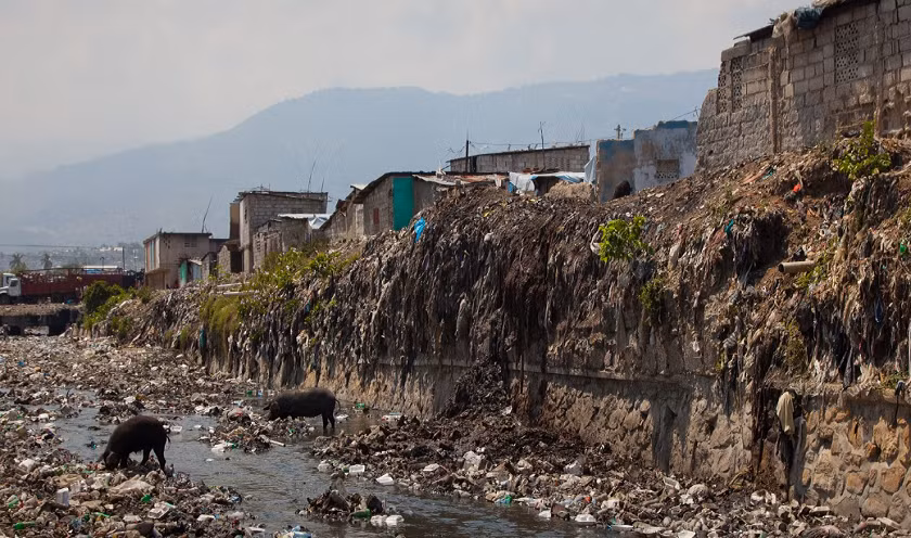 Tại thủ đô Port Au Prince của Haiti, du khách có thể bắt gặp cảnh tượng những chú lợn ăn rác thải ở ngoại ô Bel Air.