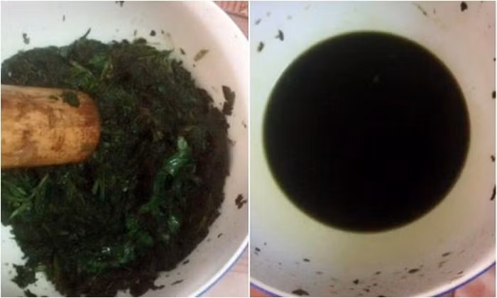 Lá tía tô. Trong lá tía tô có hàm lượng cao vitamin A, C và các vi chất giúp kháng khuẩn và tái tạo tế bào da. Bạn hãy rửa sạch lá tía tô, giã nát sau đó đắp lên vùng da có mụn cóc và băng gạc lại. Đắp buổi tối trước khi đi ngủ và rửa lại sáng hôm sau. Thực hiện trong vài tuần. Ảnh: Thoibao.