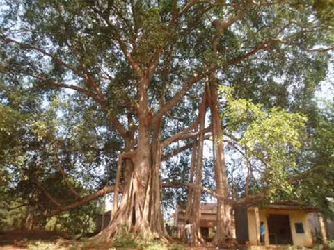 Cây đa khổng lồ.