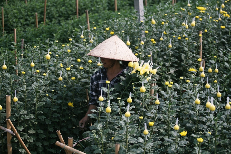 Chia sẻ với PV Kiến Thức, chị Loan (một chủ vườn hoa) cho biết, tại làng hoa Tây Tựu gia đình chị trồng 7 sào hoa cúc và hoa hồng. Hoa cúc tại vườn của gia đình chị Loan hiện đã bắt đầu bán với giá 2 nghìn/1 bông.