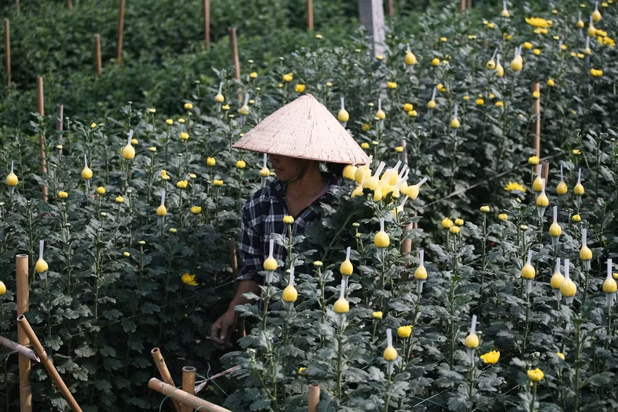 Chia sẻ với PV Kiến Thức, chị Loan (một chủ vườn hoa) cho biết, tại làng hoa Tây Tựu gia đình chị trồng 7 sào hoa cúc và hoa hồng. Hoa cúc tại vườn của gia đình chị Loan hiện đã bắt đầu bán với giá 2 nghìn/1 bông.