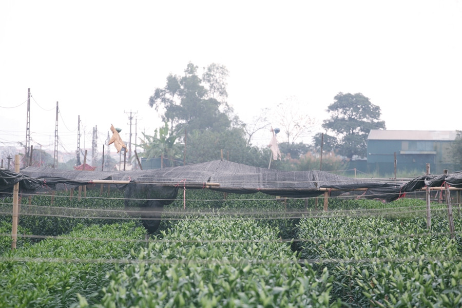 Tương tự, những vườn hoa ly tại làng hoa Tây Tựu được người dân chăm sóc cẩn thận và thời tiết năm nay “ủng hộ” nên nhiều gia đình dự kiến lãi được khoảng 50-70 triệu đồng/1 sào. Thông thường, loài hoa này trồng từ 100 - 120 ngày.