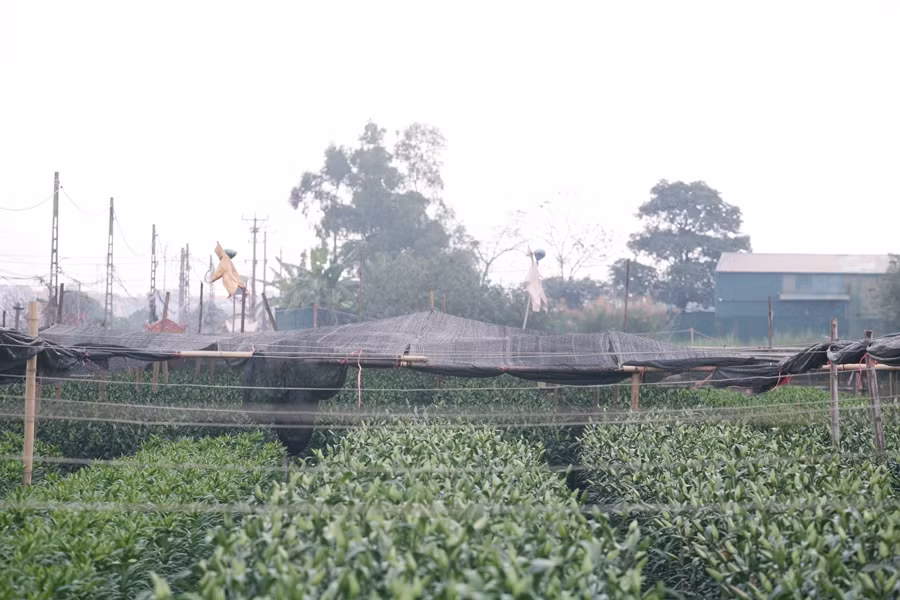 Tương tự, những vườn hoa ly tại làng hoa Tây Tựu được người dân chăm sóc cẩn thận và thời tiết năm nay “ủng hộ” nên nhiều gia đình dự kiến lãi được khoảng 50-70 triệu đồng/1 sào. Thông thường, loài hoa này trồng từ 100 - 120 ngày.