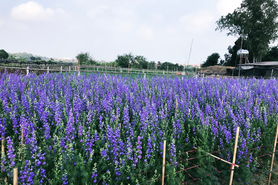 Violet là loài hoa nổi tiếng đến từ Mỹ và Hy Lạp, cũng được trồng ở làng hoa Tây Tựu và bung nở dịp Tết Nguyên đán 2020.